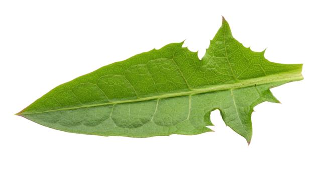 Single vibrant green dandelion leaf isolated.