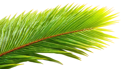 Vibrant Green Palm Frond with Red Midrib on Black Background