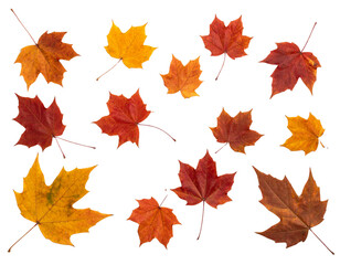 Isolated autumn leaves background 