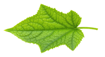 Fototapeta premium Single vibrant green leaf detailed view 8.