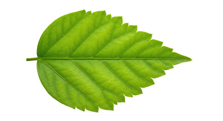 Single vibrant green leaf detailed view 11.