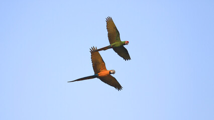 Two majestic macaw soars gracefully through the clear blue sky, a vibrant symbol of freedom and nature