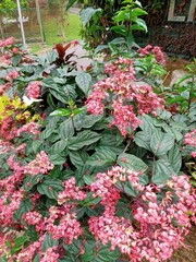 Agave Plant in Park with Bench