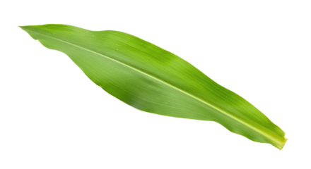 Single vibrant green leaf isolated on white 12.