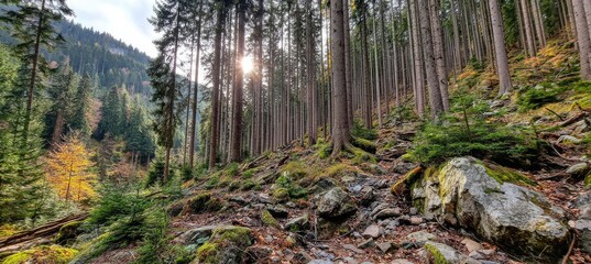 Sunlight filters through tall trees in a mountainous forest, with a rocky, mossy hillside