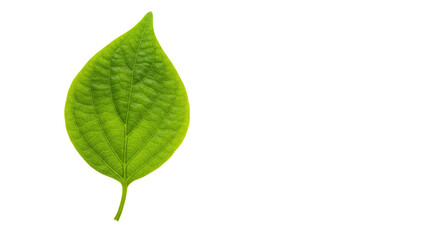Fototapeta premium Single vibrant green leaf isolated on white 26.