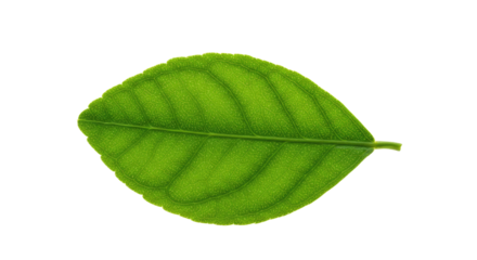 Single vibrant green leaf isolated on white 31.