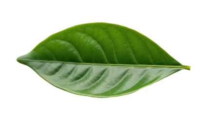 Single vibrant green leaf isolated on white 44.