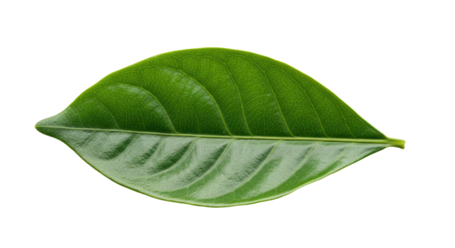 Single vibrant green leaf isolated on white 44.