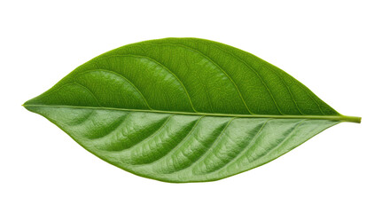 Obraz premium Single vibrant green leaf isolated on white 46.