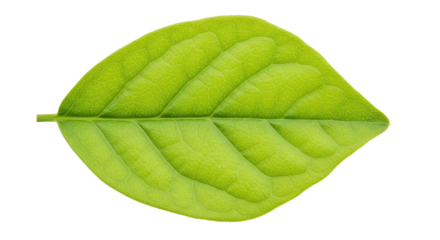 Single vibrant green leaf isolated on white 48.