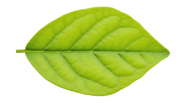 Single vibrant green leaf isolated on white 48.