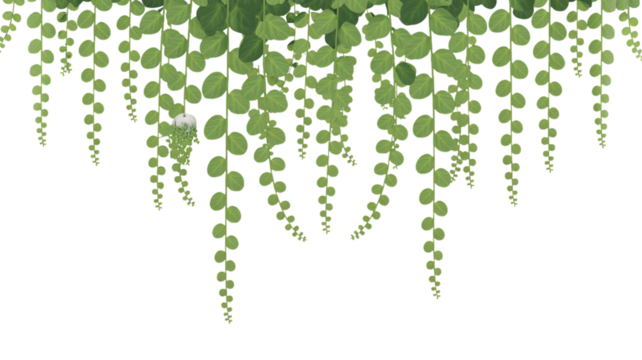 String of pearls plant hanging isolated on transparent background, a popular houseplant with trailing stems