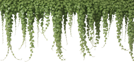 Hanging ivy isolated on transparent background provides a lush, natural element for design and decoration projects