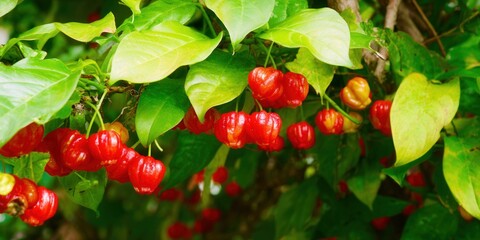 Obraz premium A close-up view of ripe, red acerola cherries hanging on a branch.