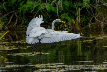 great white heron
