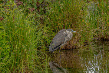 great blue heron