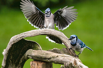blue tit parus major Blue Jays on a branch