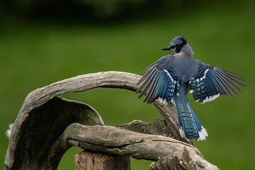 blue footed booby Blue Jay flying unto a branch