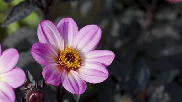 Common Carder Bee Pollinates Pink Dahlia Flower in Sunlight