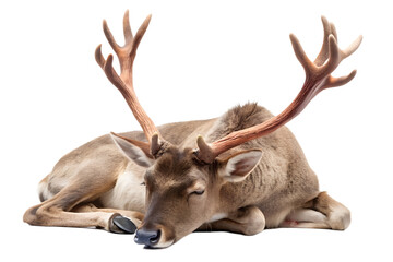 Reindeer Resting with Antlers Isolated on Transparent Background reindeer resting its antlers