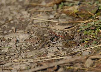 two mating dragonflies on the path, orange and green-blue dragonfly wedged together on the forest path, mating dragonflies on the ground, winged insect, orange demoiselle damselfly