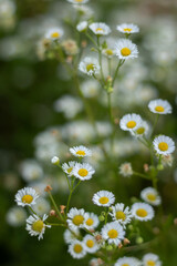 White wild daisy flowers with yellow centers blooming outdoors, natural floral background, spring and summer nature concept.