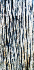 Obraz premium Old wood texture background, Close up of tree bark.