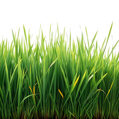 Close up of vibrant green grass blades against a dark background