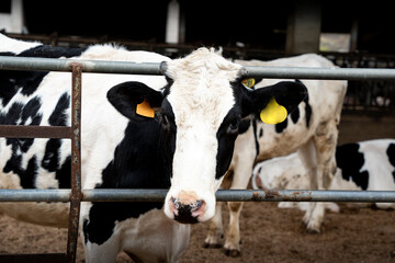A curious dairy cow looks through a metal fence at a rural farm under a covered structure