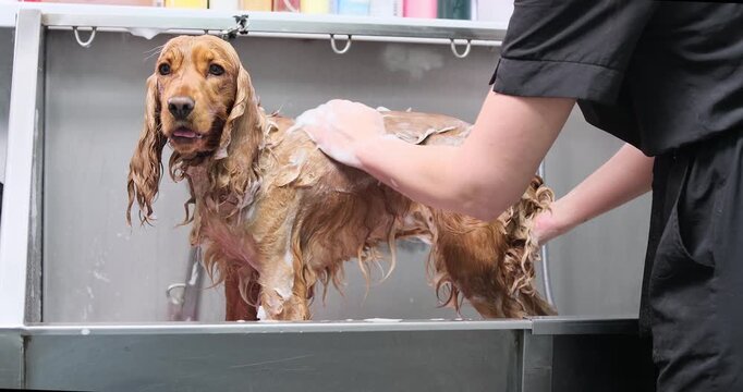 Professional veterinarian carefully washing cocker spaniel dog in metal tub, applying shampoo and gently cleaning animal's fur during comprehensive grooming process
