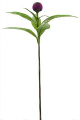 Fototapeta premium Purple flower stem with leaves on white background