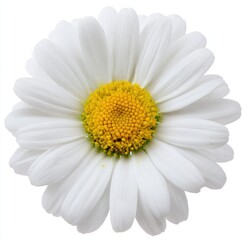 Close-up of a single white daisy with a yellow center
