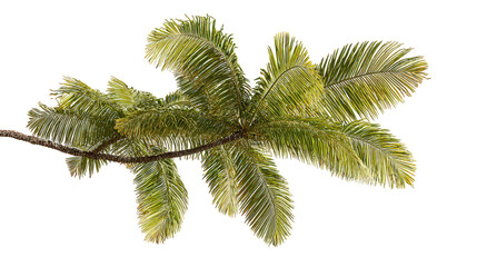 Green Pine Branch with Needles on Black Background