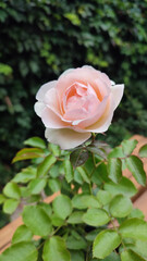 Delicate Peach-Pink Rose on Lush Green Foliage, Soft Macro Background