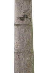 Tree trunk isolated on white background.