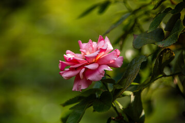 Close-Up of a Pink Rose in Bloom on Green Background