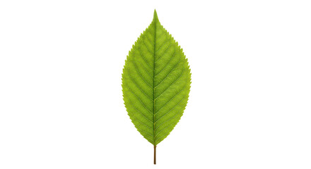 Fototapeta premium Single vibrant green leaf isolated on white.