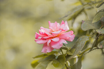 Close-Up of a Pink Rose in Bloom on Green Background