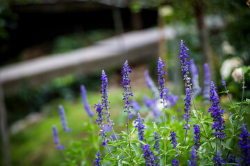 Blooming Purple Salvia Flowers in a Garden