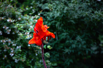 Bright Red Canna Lily Blooming Against Green Background