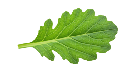 Single vibrant green leaf with detailed veins 2.