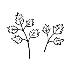 Hand drawn parsley herb illustration. Doodle parsley illustration. 