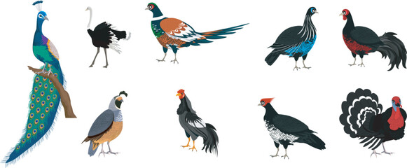 Galliformes design elements vector file, featuring detailed illustrations of game birds for wildlife, educational, and creative design projects.