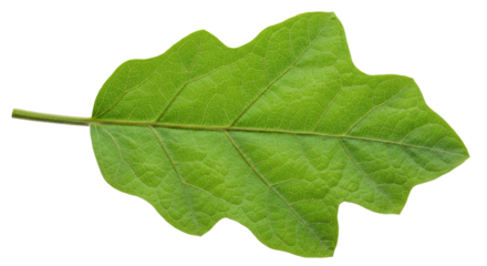 Single vibrant green leaf with prominent veins.