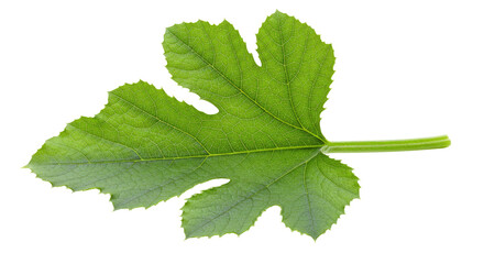 Single vibrant green leaf with serrated edges 3.