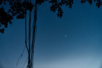Crescent Moon and Twilight Sky with Tree Silhouette