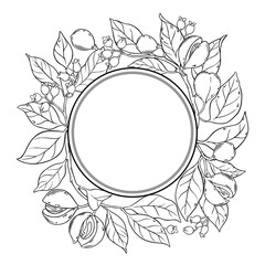 Nutmeg Branch with Flowers, Nuts and Leaves Outline Round Frame. Organic natural nutritional healthy food ingredient, vegetarian diet product. Vector isolated for design or decoration.