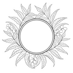 Neem Branch with Flowers, Berries and Leaves Outline Round Frame. Vector isolated for design or decoration.