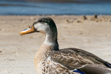 Close-up of the head and upper body of a mallard duck on a sandy shore by the water